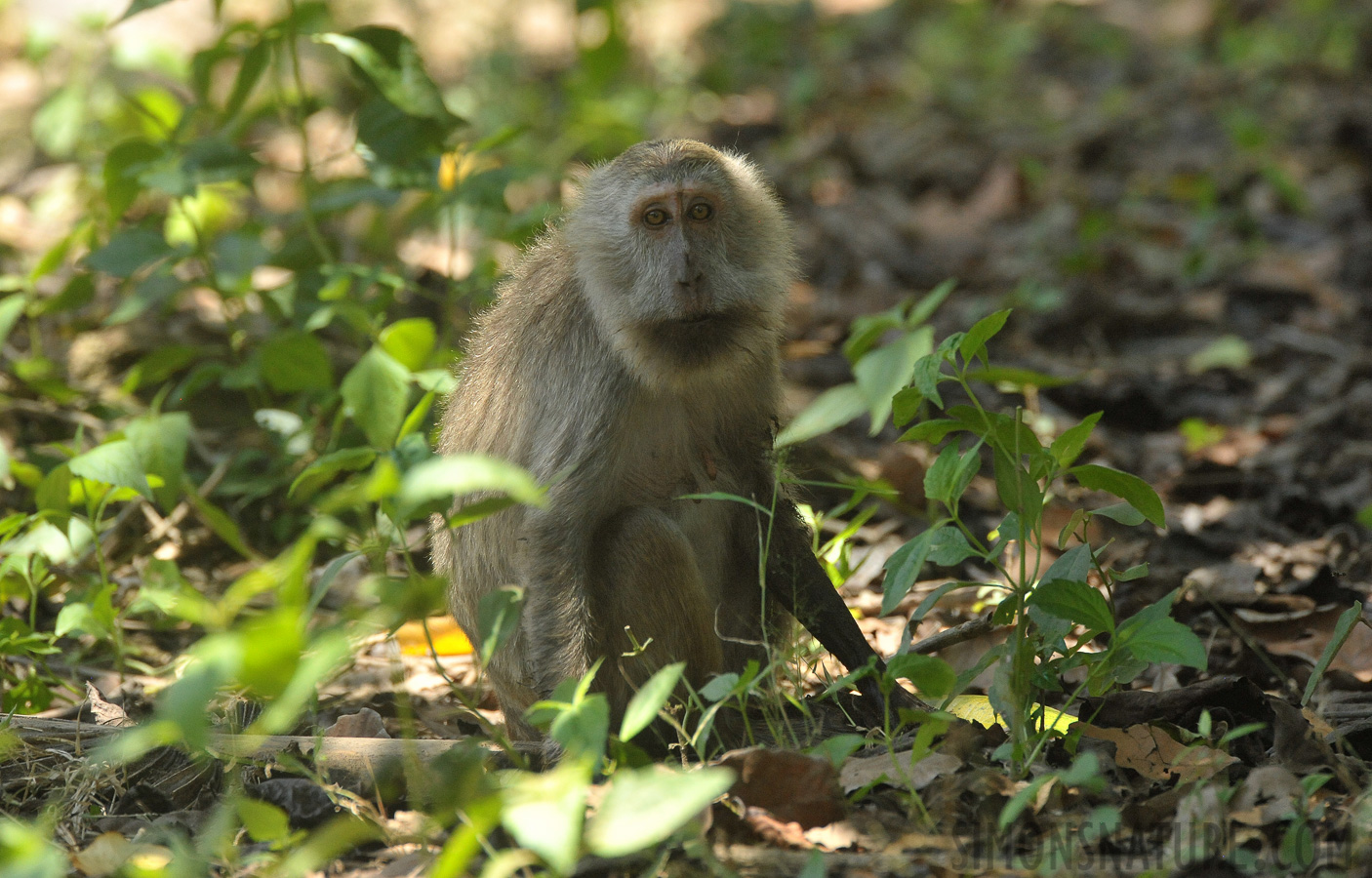 Macaca fascicularis [550 mm, 1/1000 sec at f / 8.0, ISO 3200]